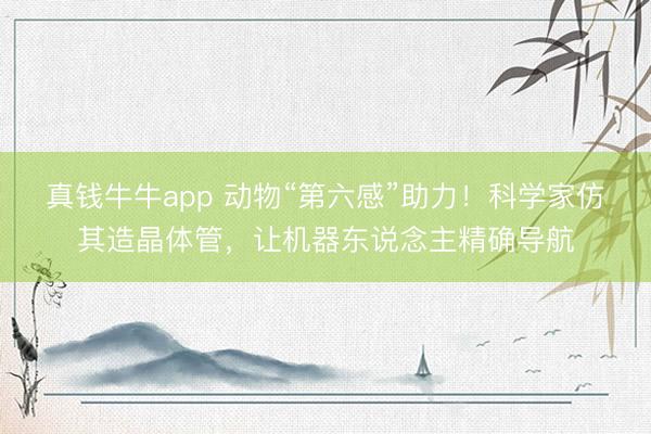 真钱牛牛app 动物“第六感”助力！科学家仿其造晶体管，让机器东说念主精确导航