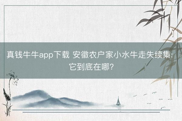 真钱牛牛app下载 安徽农户家小水牛走失续集: 它到底在哪?